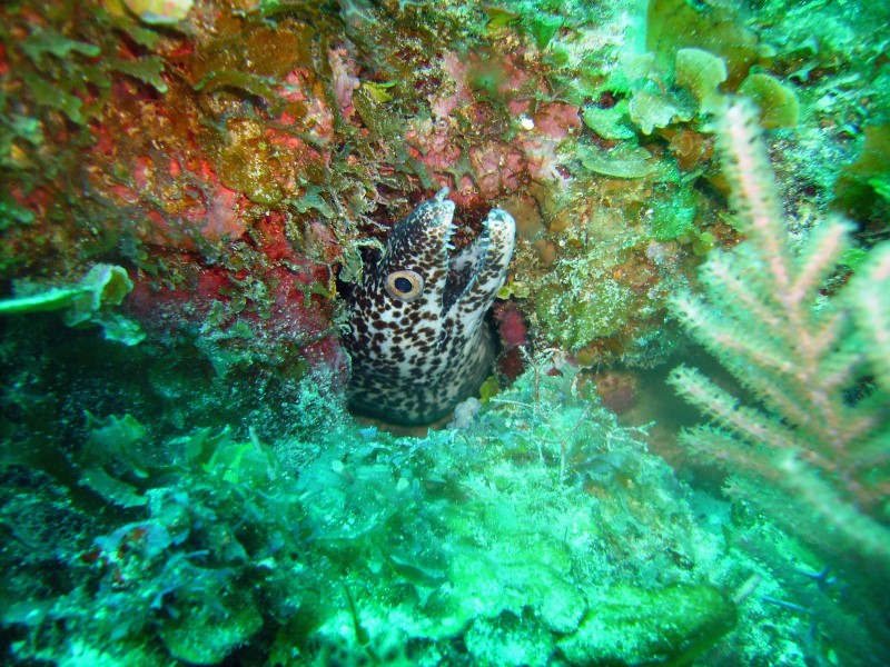 ../Images/waterspotted moray 3.jpg